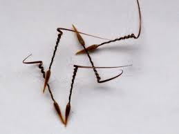 Attēlu rezultāti vaicājumam “Erodium cicutarium fruit”