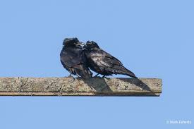 Image result for Merseyside Ravens