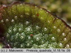 Attēlu rezultāti vaicājumam “Preissia quadrata”