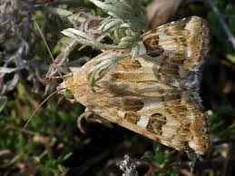 Attēlu rezultāti vaicājumam “Protoschinia scutosa”