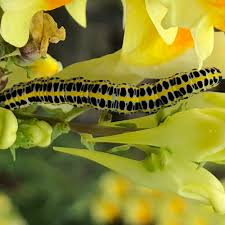 Attēlu rezultāti vaicājumam “Calophasia lunula”