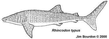 Image result for Rhincodon typus