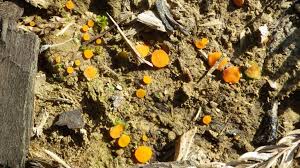 Attēlu rezultāti vaicājumam “Byssonectria fusispora”