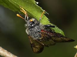 Attēlu rezultāti vaicājumam “Cimbex femoratus imago”