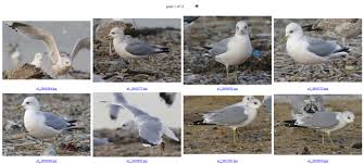 Attēlu rezultāti vaicājumam “Larus canus adult”