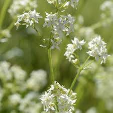 Attēlu rezultāti vaicājumam “Galium album bud”