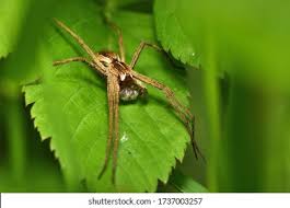 Attēlu rezultāti vaicājumam “Pisaura mirabilis male”