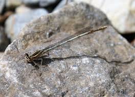 Attēlu rezultāti vaicājumam “Platycnemis pennipes”