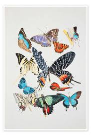 Attēlu rezultāti vaicājumam “Lepidoptera”