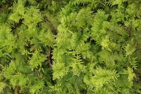 Attēlu rezultāti vaicājumam “Thuidium”