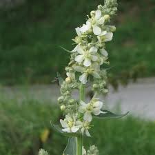Attēlu rezultāti vaicājumam “Verbascum”
