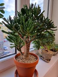 Image result for Crassula hobbit