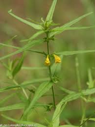 Attēlu rezultāti vaicājumam “Melampyrum sylvaticum”