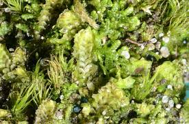 Attēlu rezultāti vaicājumam “Diplophyllum albicans”