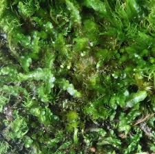 Attēlu rezultāti vaicājumam “Odontoschisma denudatum cells”