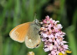 Attēlu rezultāti vaicājumam “Coenonympha glycerion underside”
