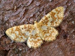 Attēlu rezultāti vaicājumam “Hydrelia flammeolaria”