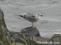 Attēlu rezultāti vaicājumam “Larus marinus adult”