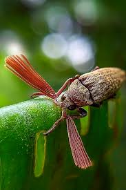 Attēlu rezultāti vaicājumam “Lygistopterus sanguineus larva”