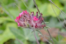 Image result for Anthyllis vulneraria rubra