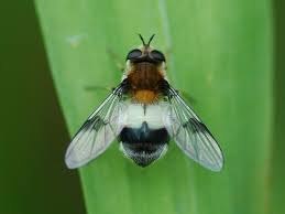 Attēlu rezultāti vaicājumam “Leucozona lucorum”