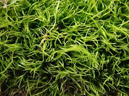 Attēlu rezultāti vaicājumam “Dicranella cerviculata”