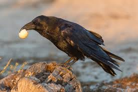 Attēlu rezultāti vaicājumam “Diaperis boleti nest”