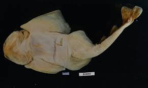 Image result for Squatina dumeril