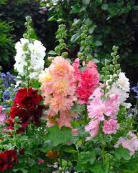 Image result for Alcea rosea