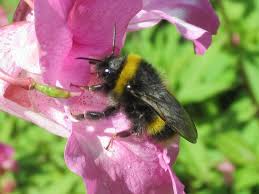Attēlu rezultāti vaicājumam “Impatiens glandulifera fruit”