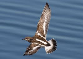 Attēlu rezultāti vaicājumam “Arenaria interpres adult”