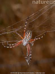 Attēlu rezultāti vaicājumam “Aculepeira ceropegia”