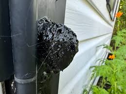 Attēlu rezultāti vaicājumam “Enerthenema papillatum stalked”