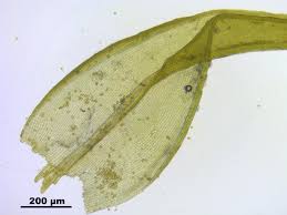 Attēlu rezultāti vaicājumam “Schistidium dupretii”