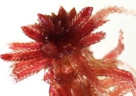 Attēlu rezultāti vaicājumam “Sphagnum warnstorfii”