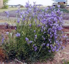 Attēlu rezultāti vaicājumam “Campanula rotundifolia”