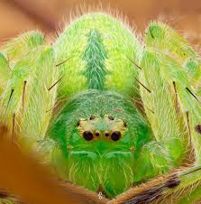 Attēlu rezultāti vaicājumam “Micrommata virescens”