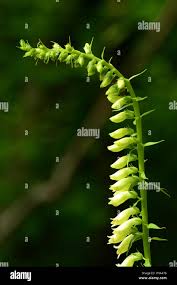 Image result for Fingerhut