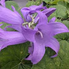 Attēlu rezultāti vaicājumam “Campanula latifolia”