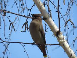 Attēlu rezultāti vaicājumam “Bombycilla garrulus”