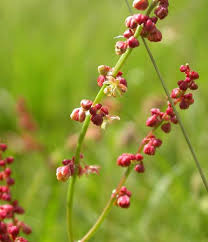 Attēlu rezultāti vaicājumam “Rumex acetosella flower”