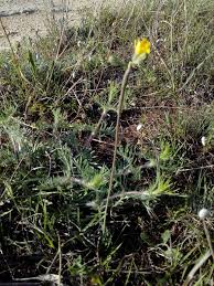 Attēlu rezultāti vaicājumam “Aulacidea hieracii”