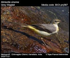 Attēlu rezultāti vaicājumam “Motacilla cinerea”