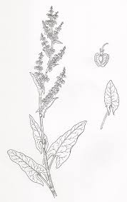 Attēlu rezultāti vaicājumam “Rumex acetosa flower”