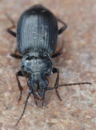 Attēlu rezultāti vaicājumam “Pterostichus quadrifoveolatus”