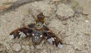 Attēlu rezultāti vaicājumam “Exoprosopa capucina”