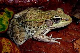 Attēlu rezultāti vaicājumam “Ranidae”