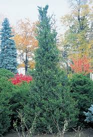 Attēlu rezultāti vaicājumam “Juniperus chinensis”