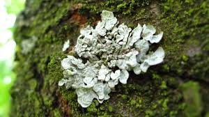 Attēlu rezultāti vaicājumam “Parmelia sulcata”