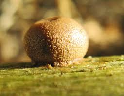 Attēlu rezultāti vaicājumam “Lycogala paraconfusum spores”